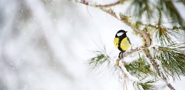 challenge background