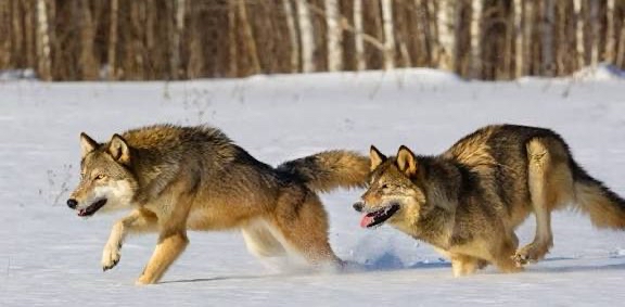 challenge background