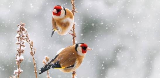 challenge background