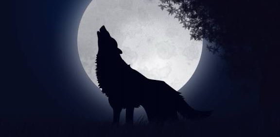 🐺 ЧЕРНЫЙ ВОЛК 🐺 logo