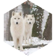 🐺 LOUPS BLANCS🐺 icon