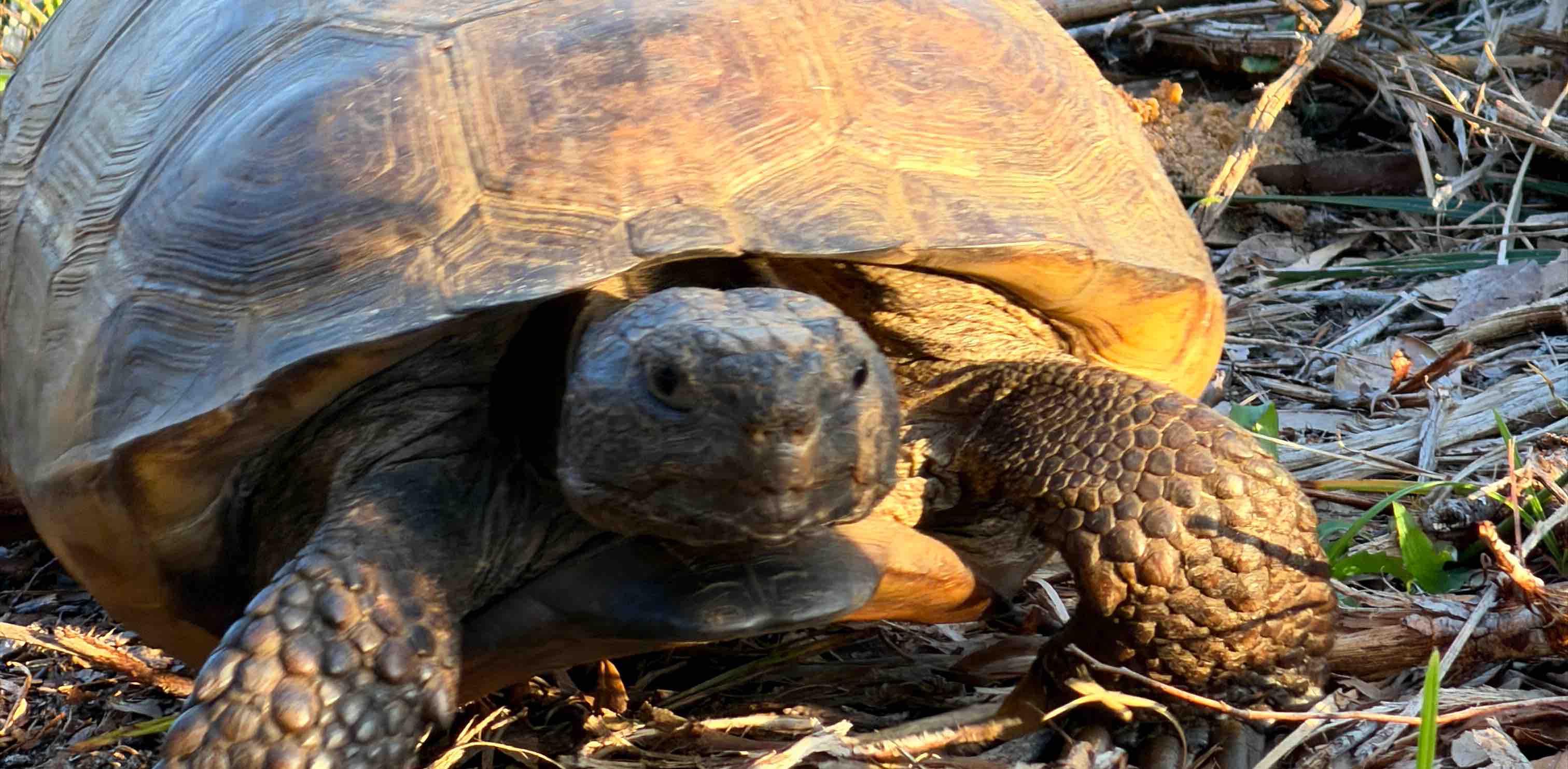 challenge background