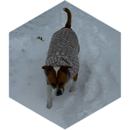 Winter Group Step Challenge icon