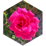 challenge badge