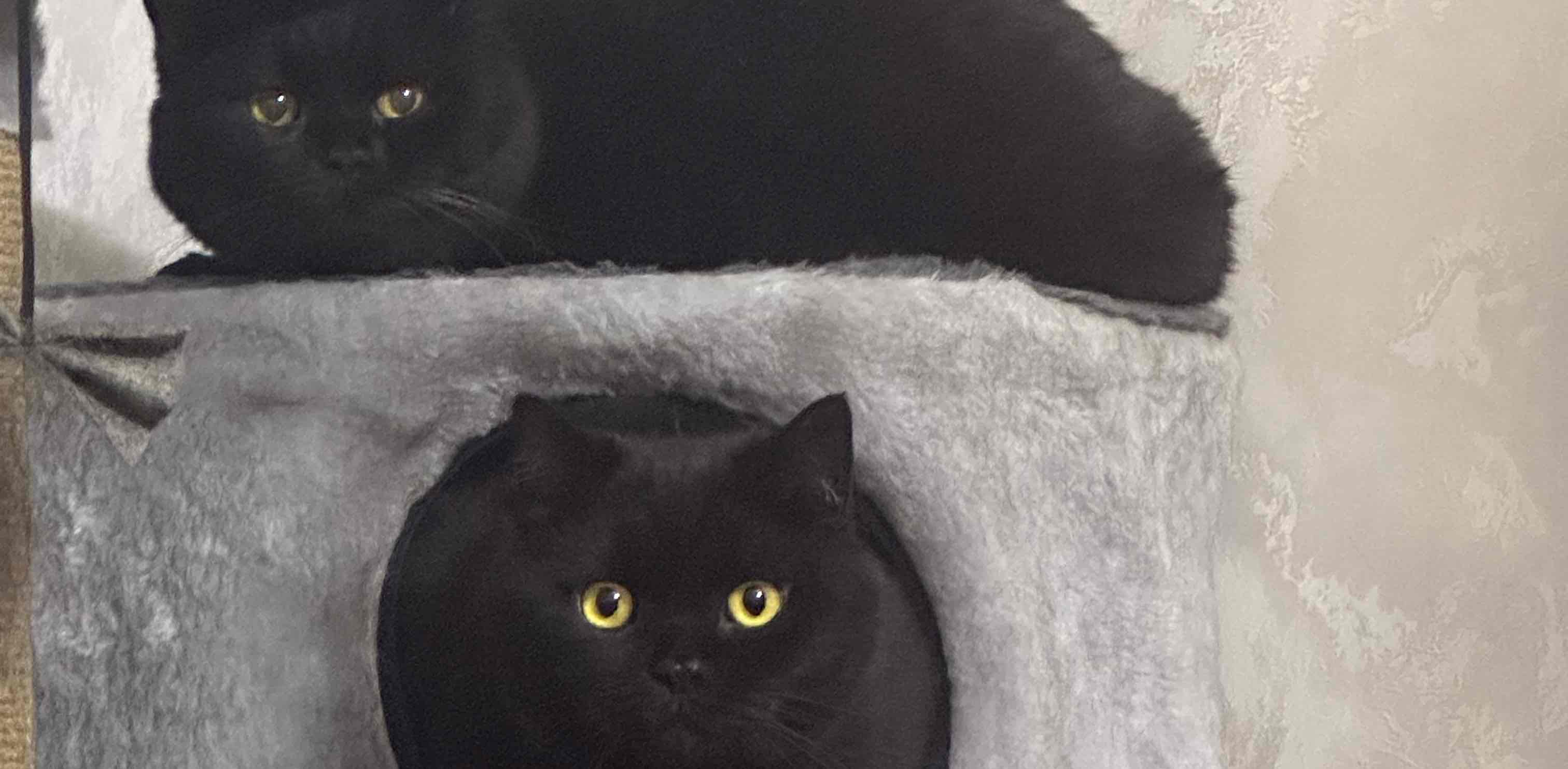 challenge background