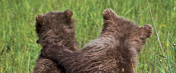 challenge background