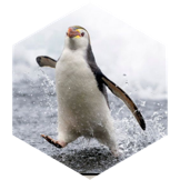 challenge badge