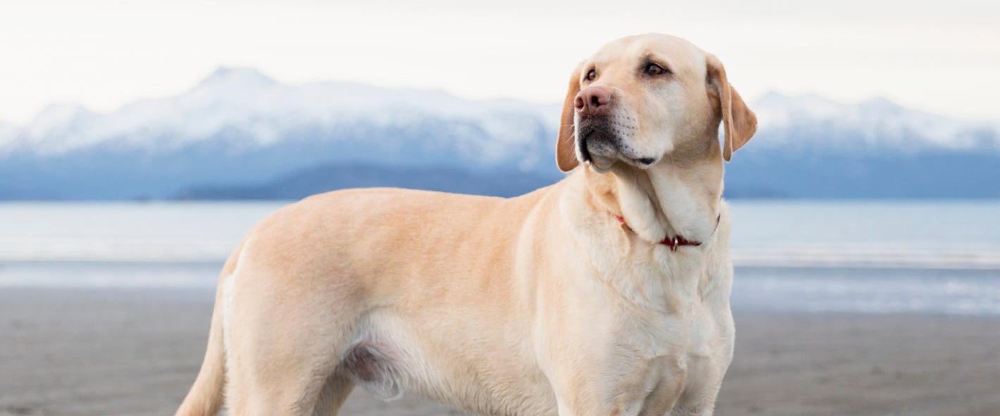 challenge background