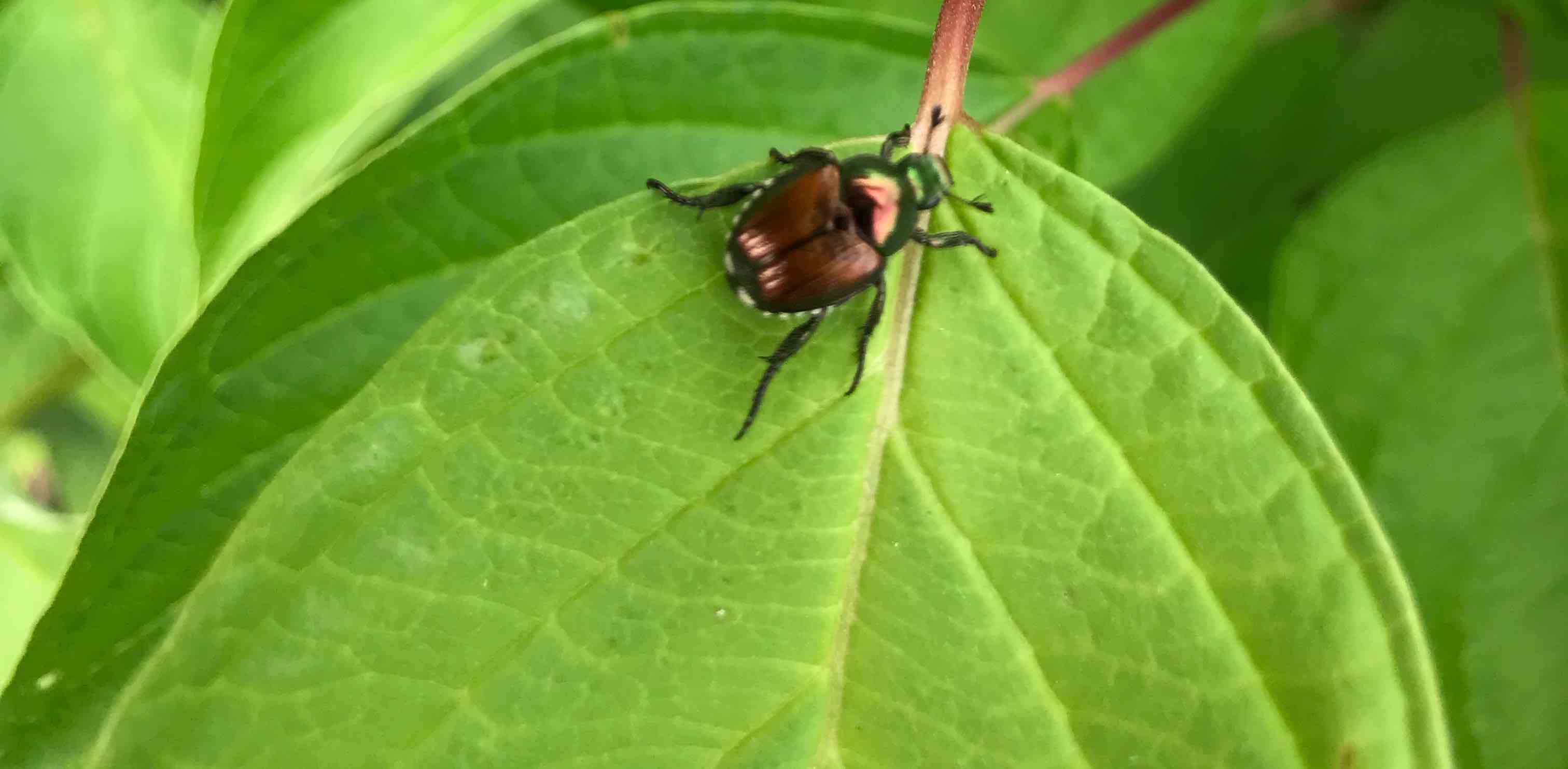 challenge background