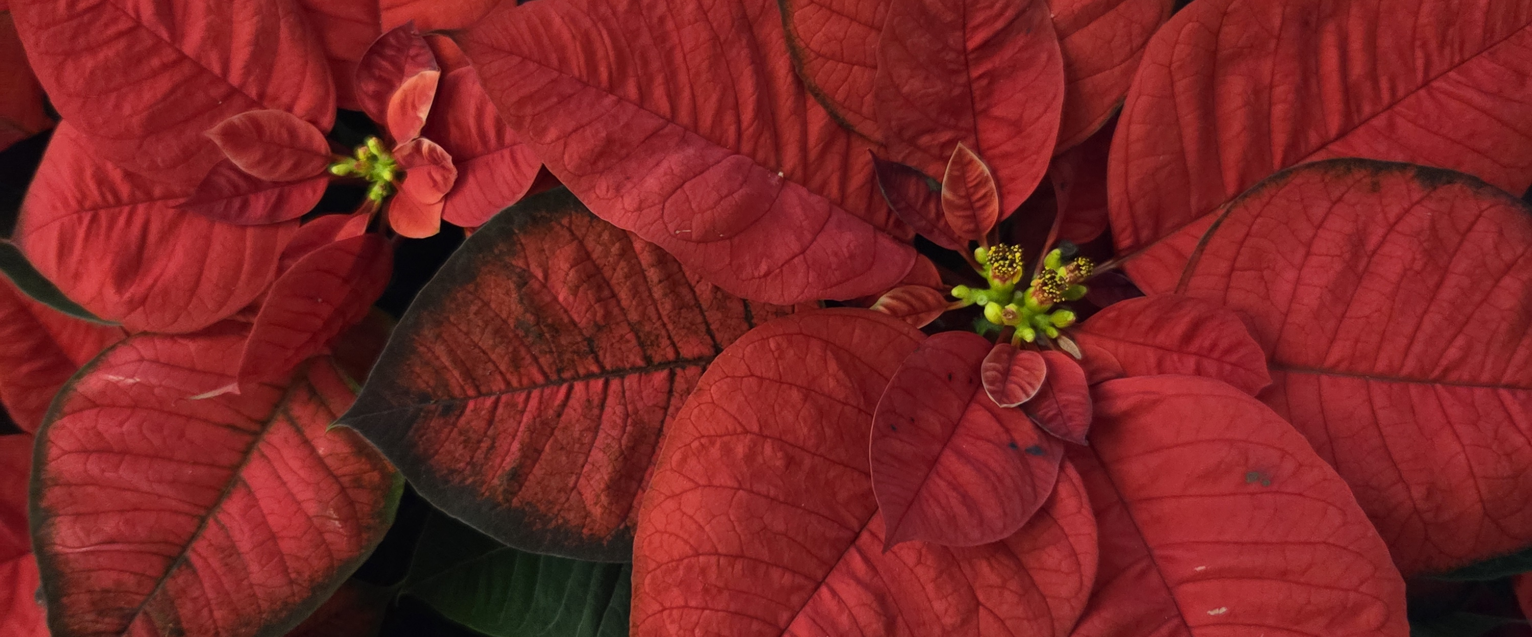 challenge background