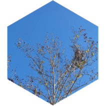 Group Goal - Steps icon