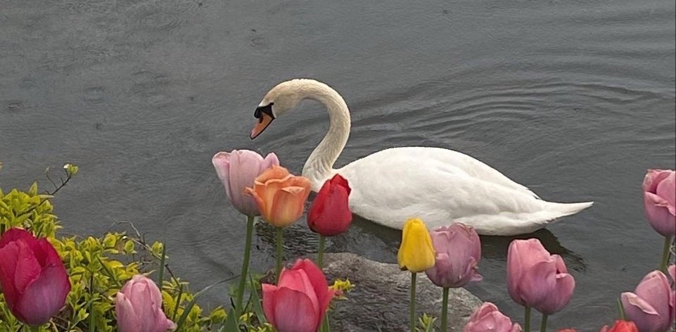 challenge background