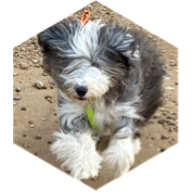 Le défi du 1/4 de marathon ou plus, groupe MARCHER icon