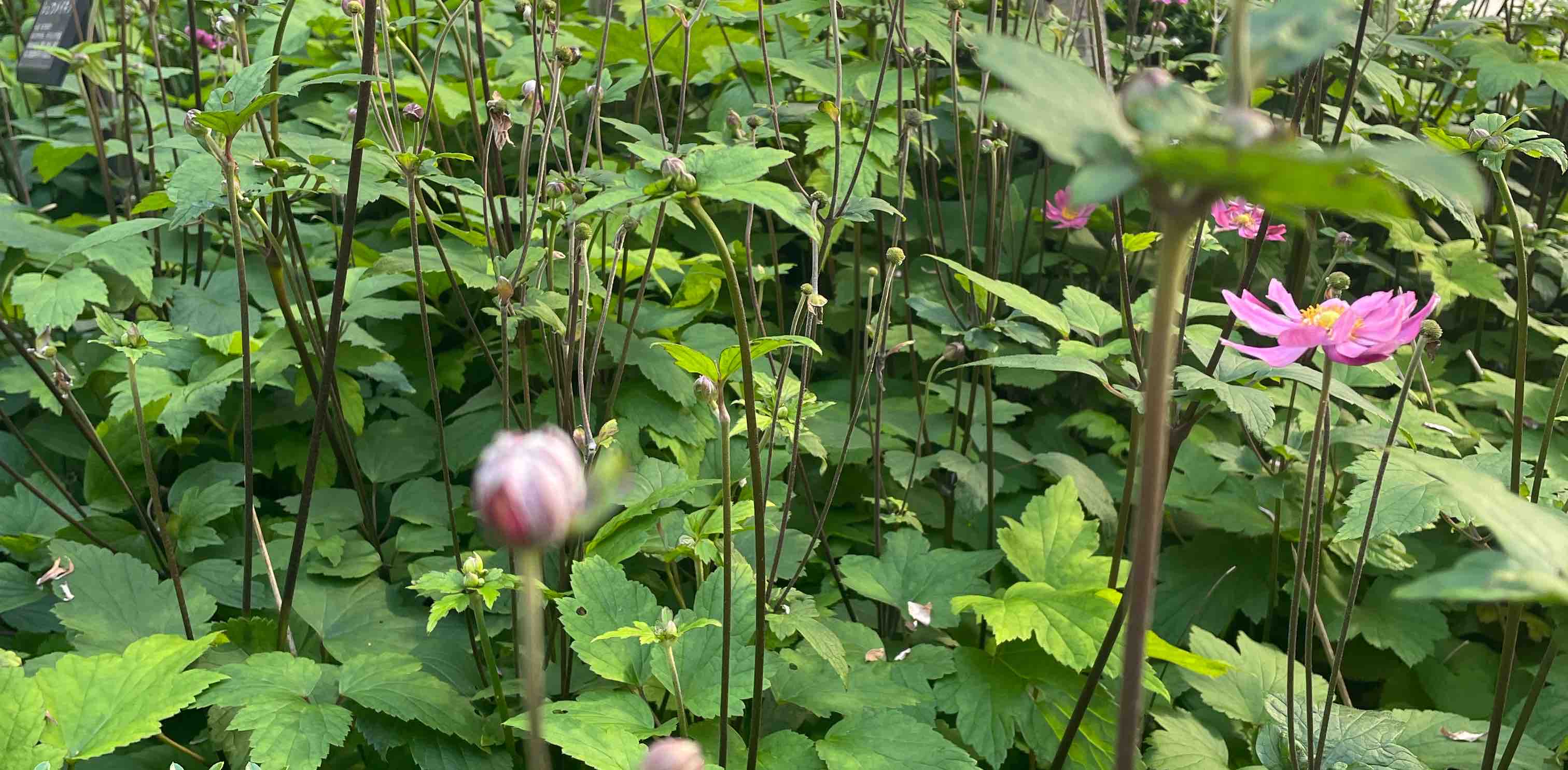 challenge background