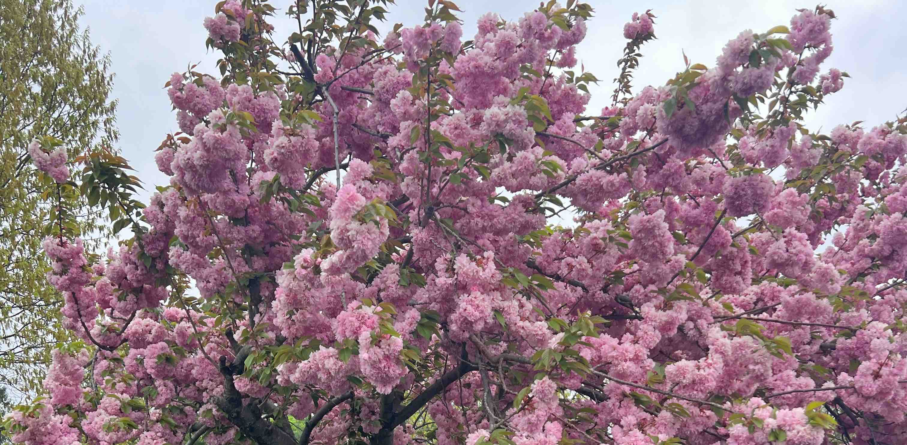 challenge background