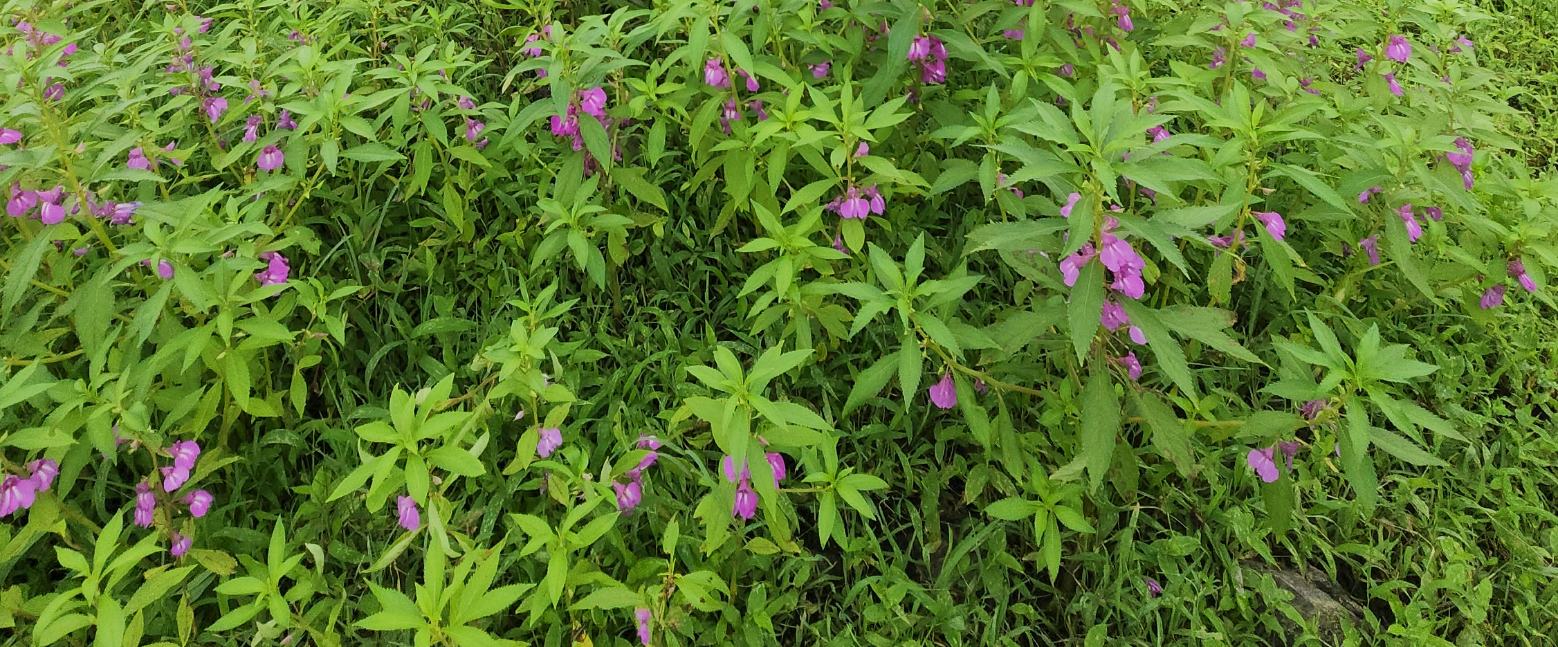 challenge background