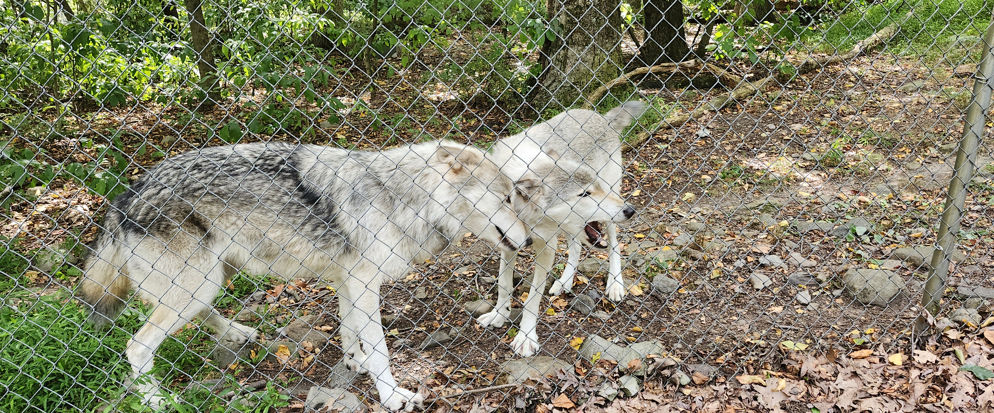 challenge background