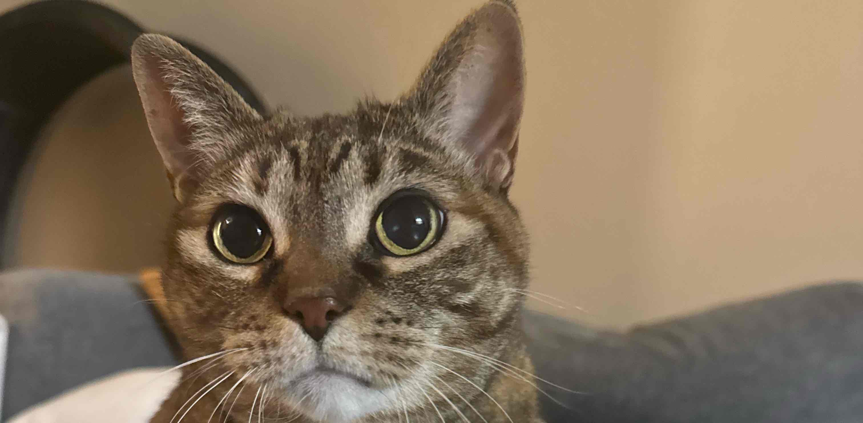 challenge background