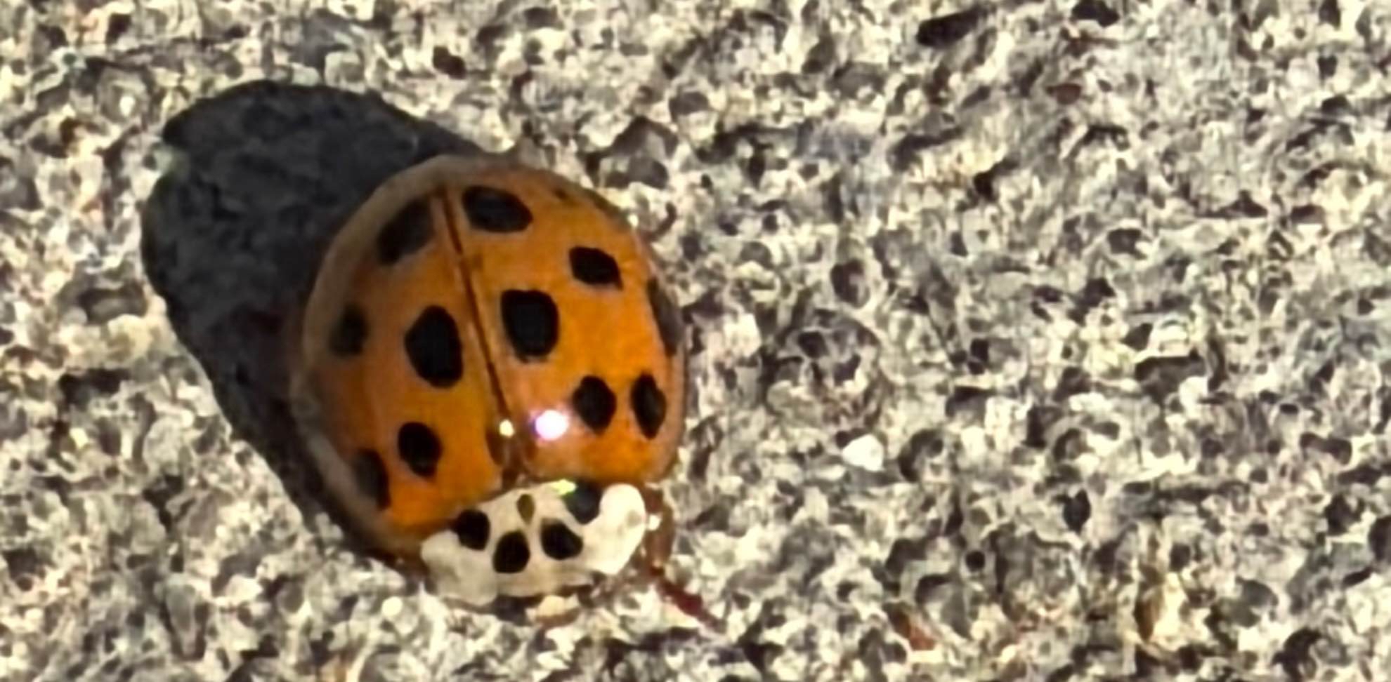 challenge background