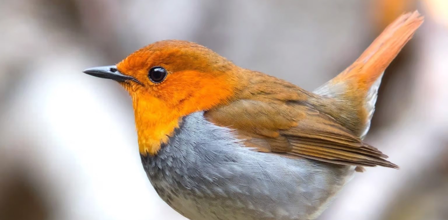 challenge background