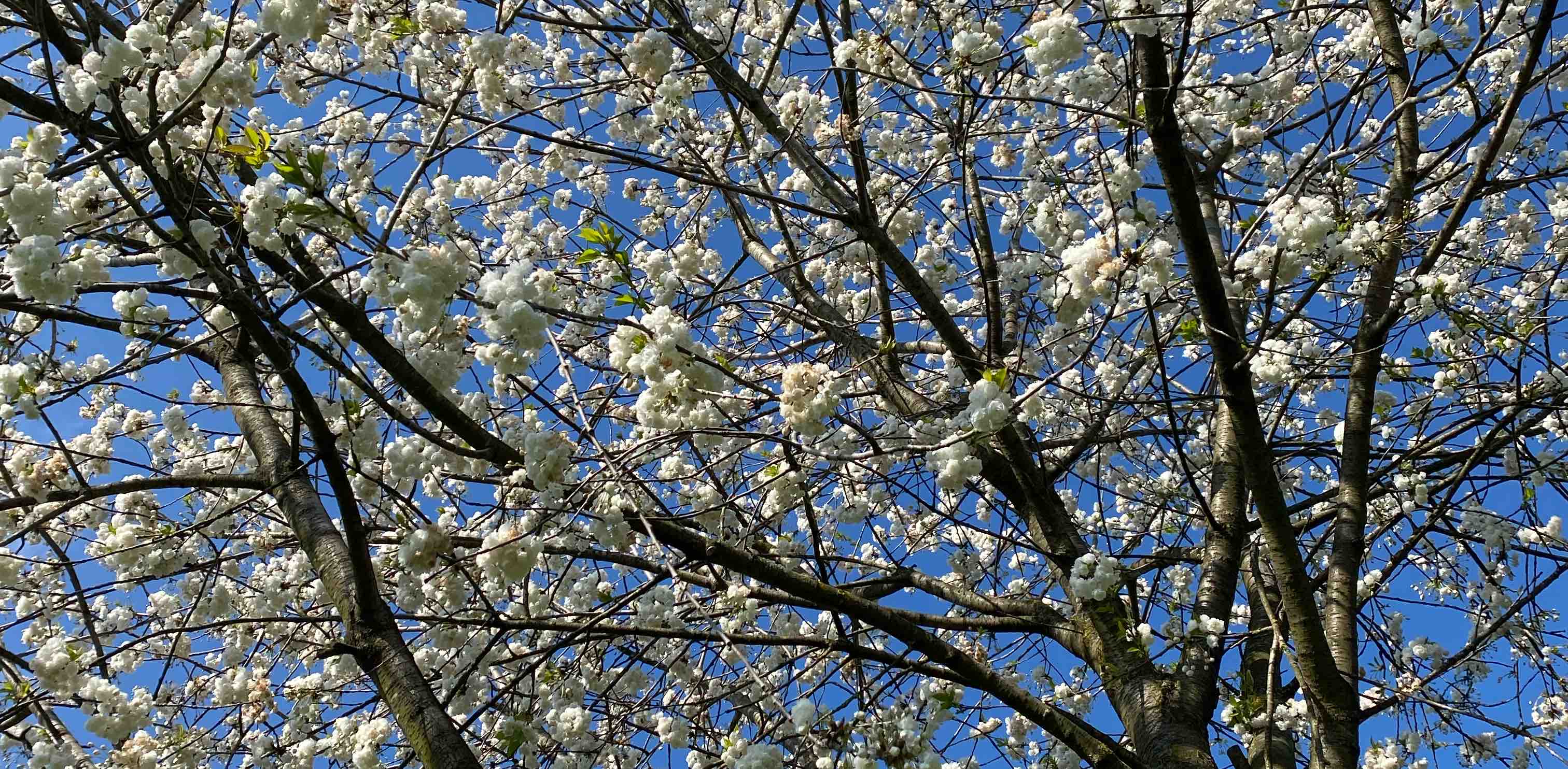 challenge background