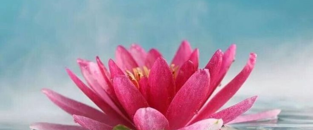🌷SPRING STEPS🌷 logo