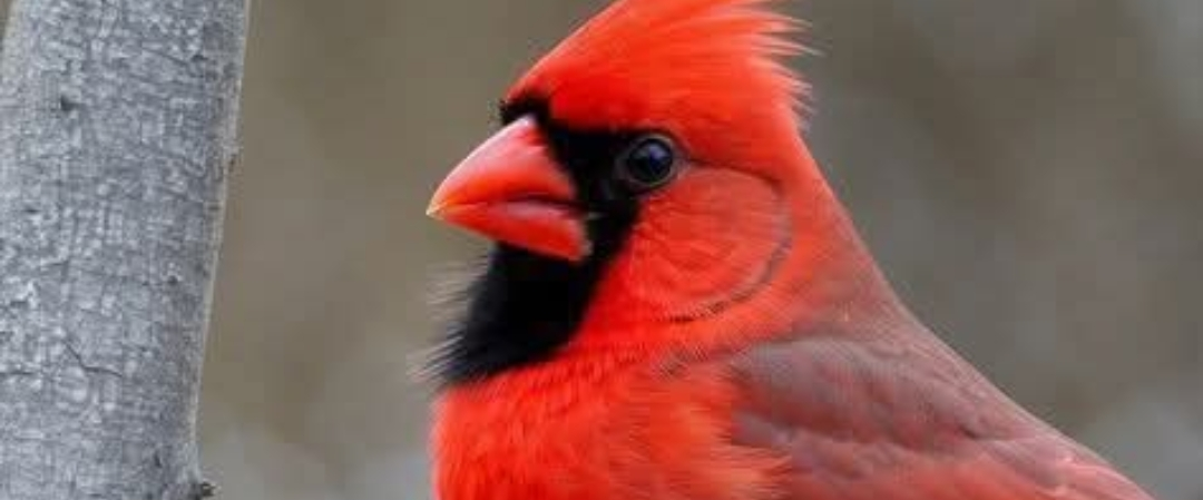 challenge background