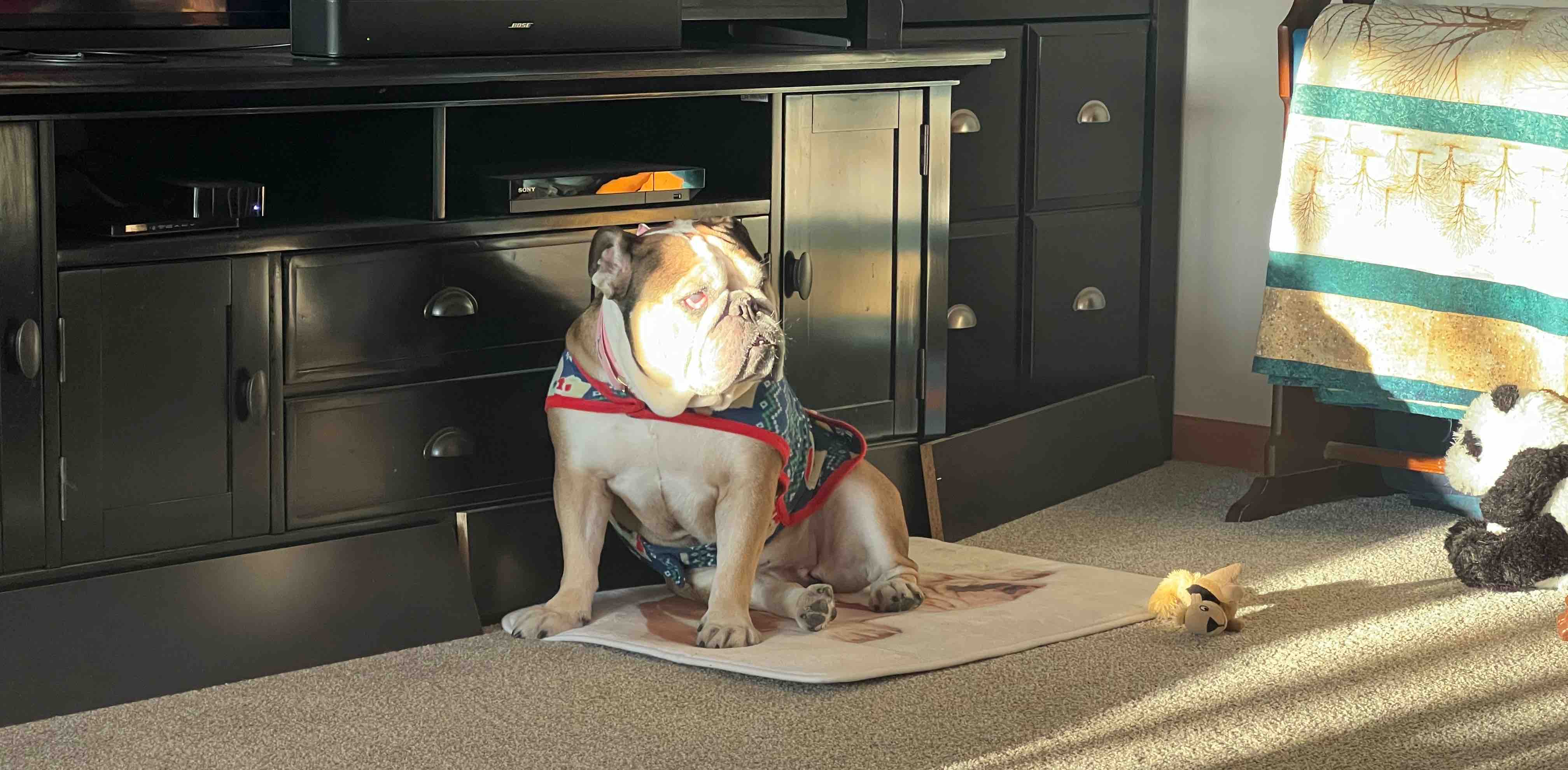 7000 steps per day logo