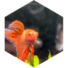 🐟 3000 🐠 🐡 POISSONS 🐡 icon
