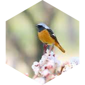 ππΈ Joli Printemps πΈπ π¦ββ¬π¦π15000π icon