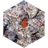 March Marathon Step Estimate Daily Points icon