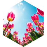 March 10 km Step Estimate Daily Points icon