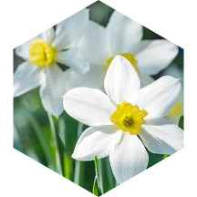 March 3 km Step Estimate Daily Points icon