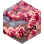 March 20 miles Step Estimate Daily Points icon