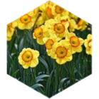 March 5 km Step Estimate Daily Points icon