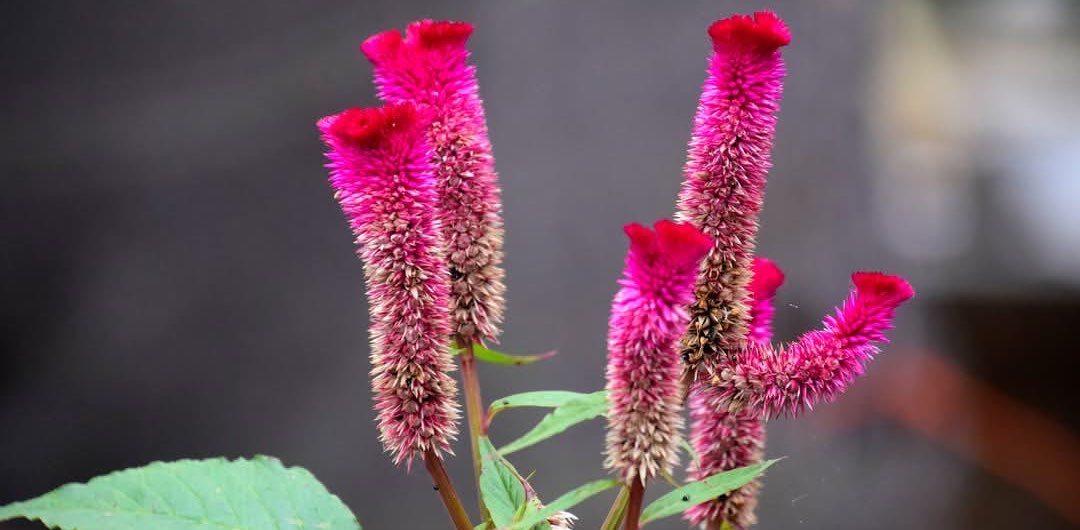 challenge background