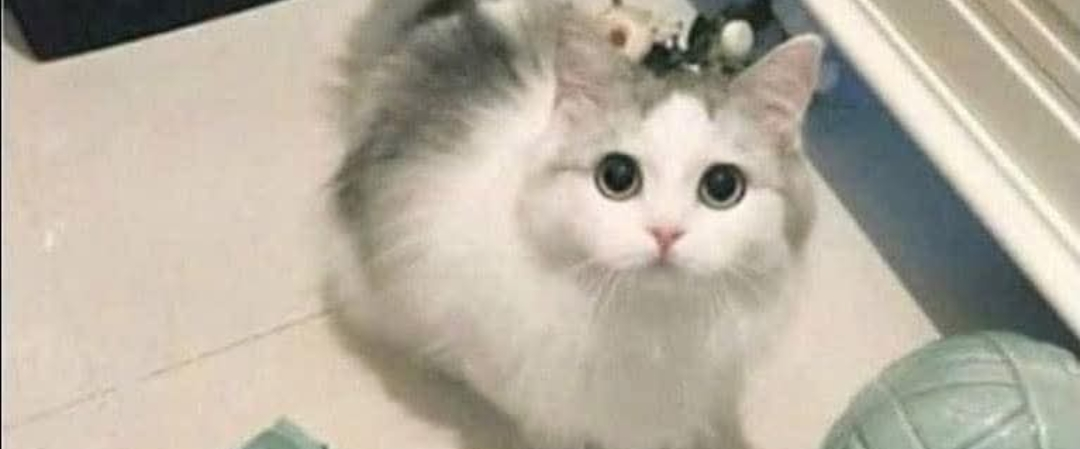 Cat Loaves Matrix πββ¬πβ¨οΈ logo