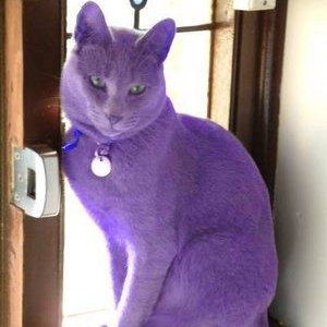 Purple Cat Challenge 💜🐈‍⬛ icon