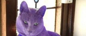 Purple Cat Challenge 💜🐈‍⬛ logo