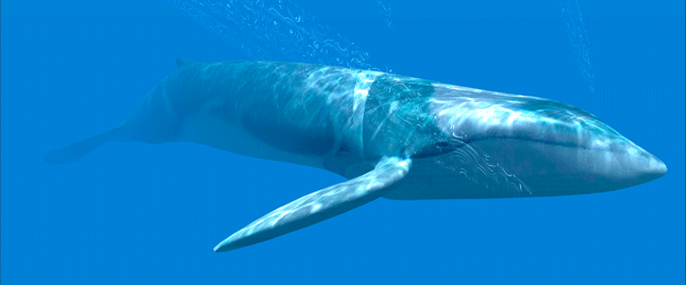 challenge background