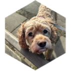 challenge badge