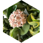 April 5 km every day icon