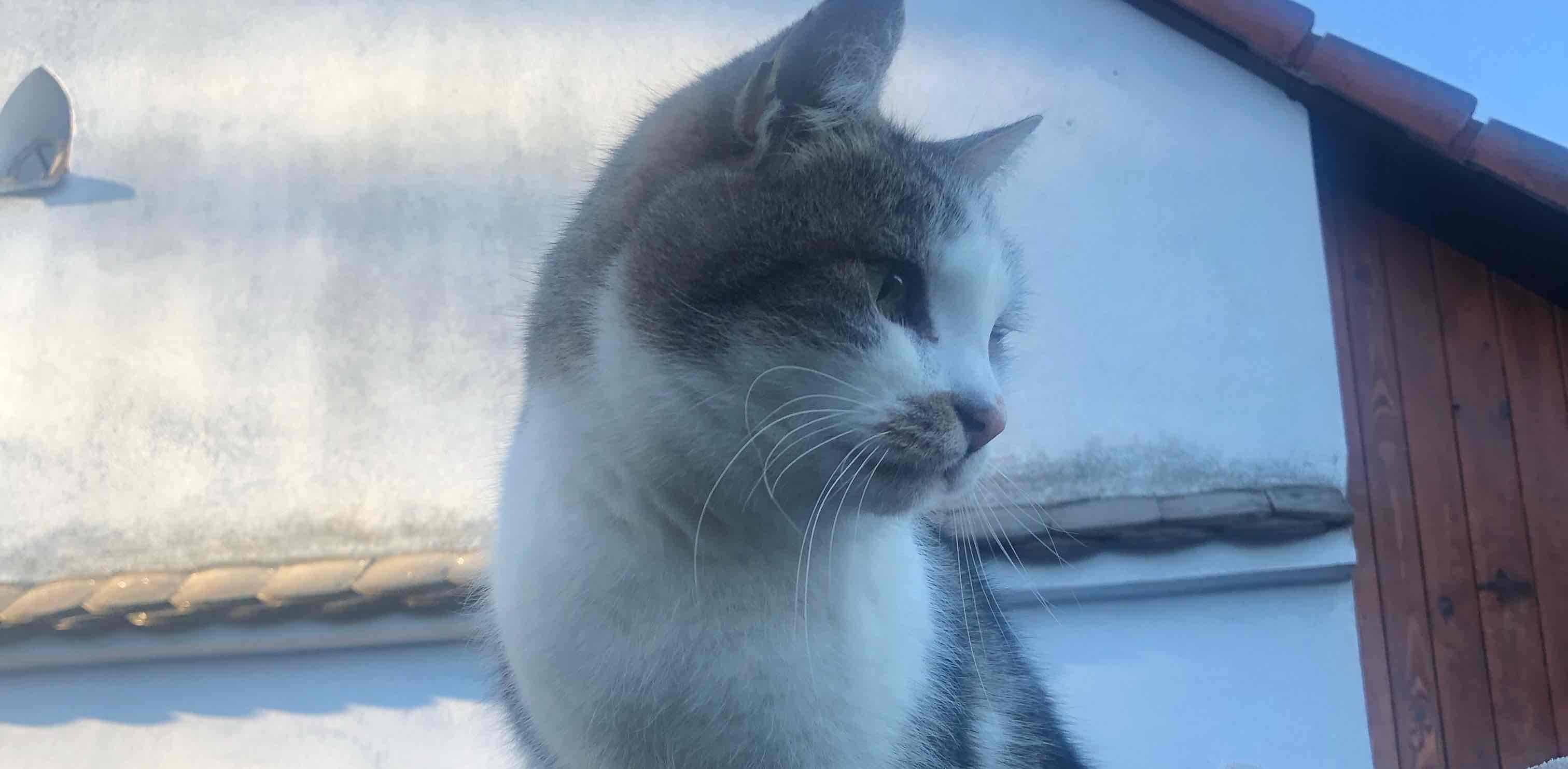 challenge background