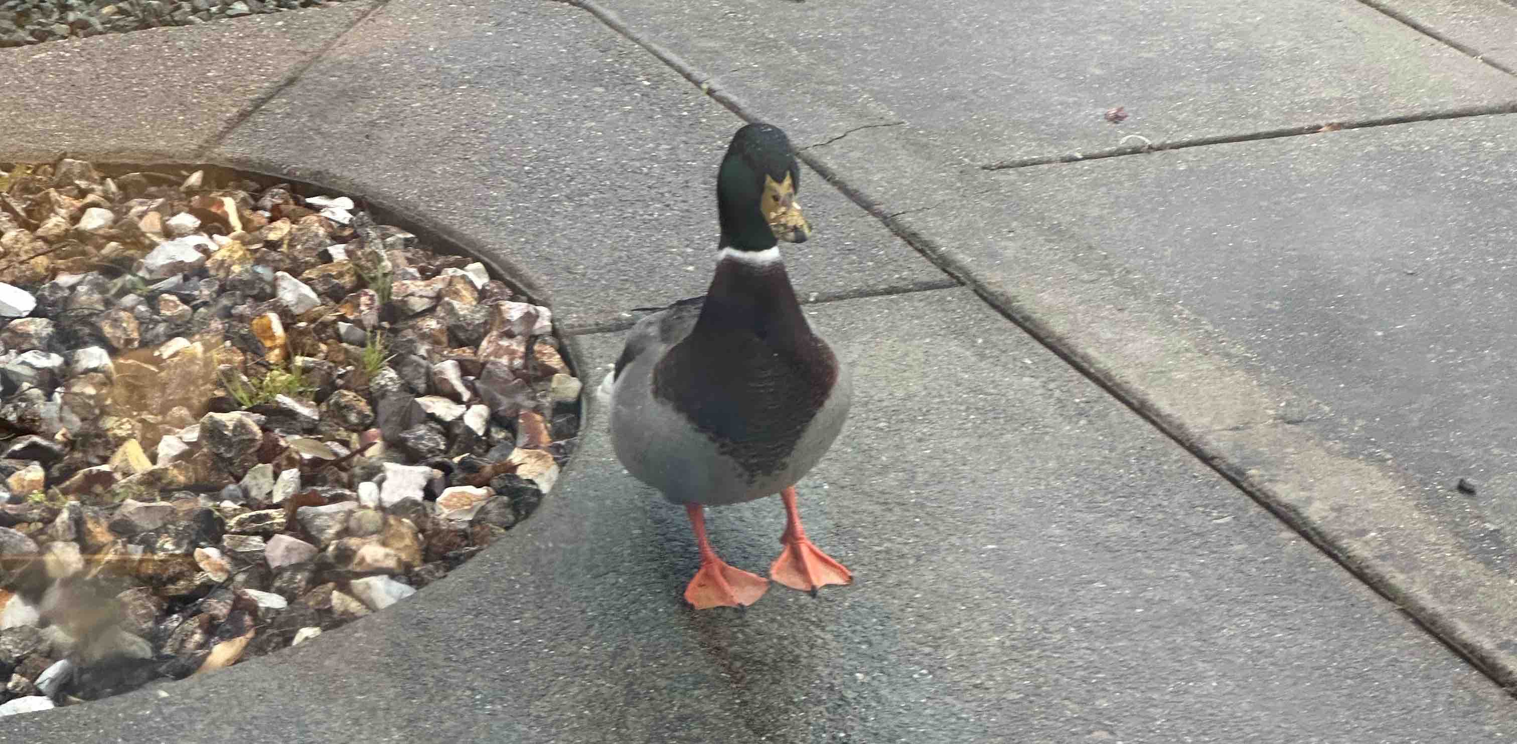 challenge background