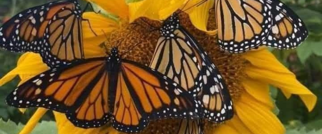 challenge background