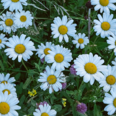 🪻APRIL🪻FLOWERS🪻 icon