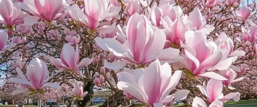 challenge background