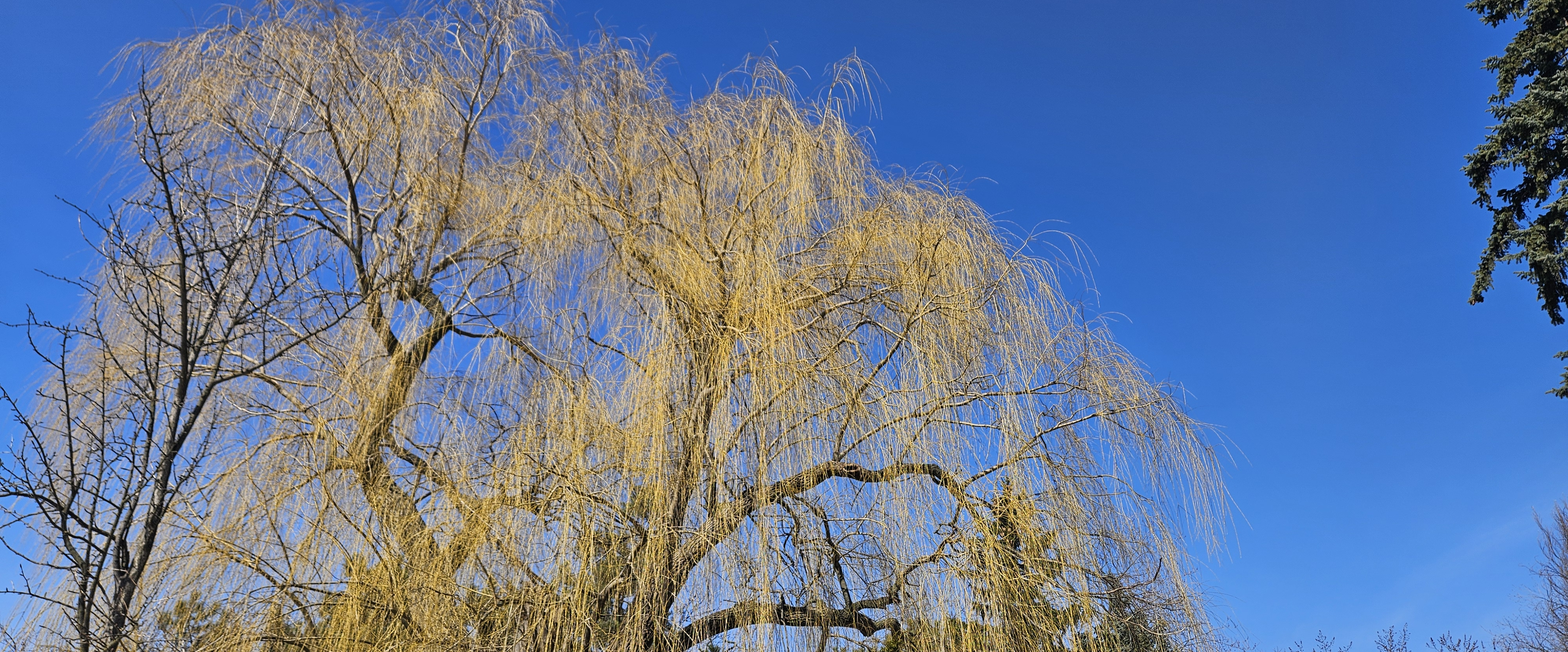 challenge background