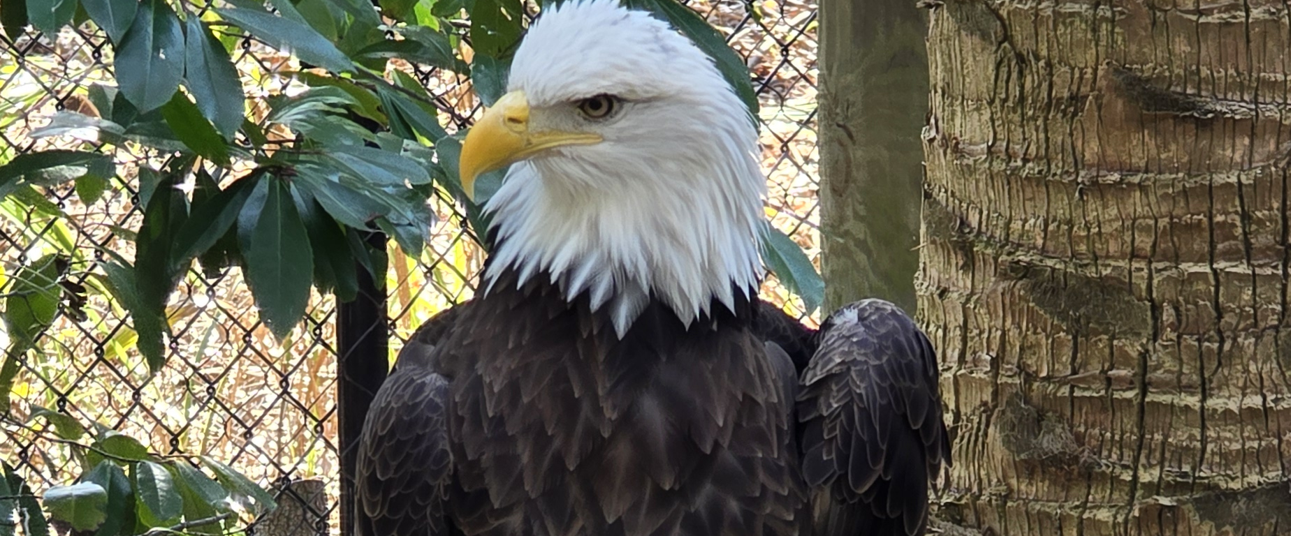 challenge background