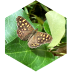 ☘️🦋🍀 6000 🌿 🦋PAPILLON 🦋 icon